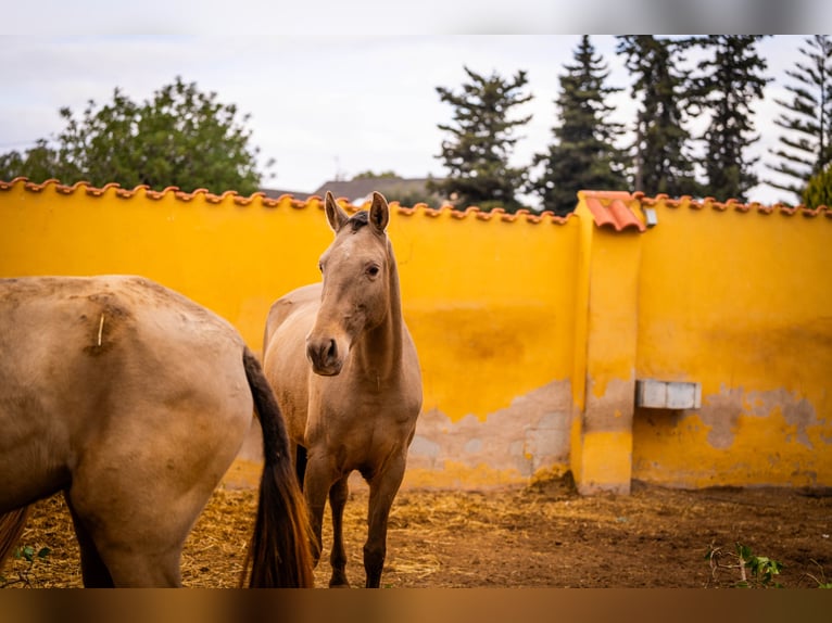 PRE Mix Mare 6 years 16 hh Champagne in Valencia