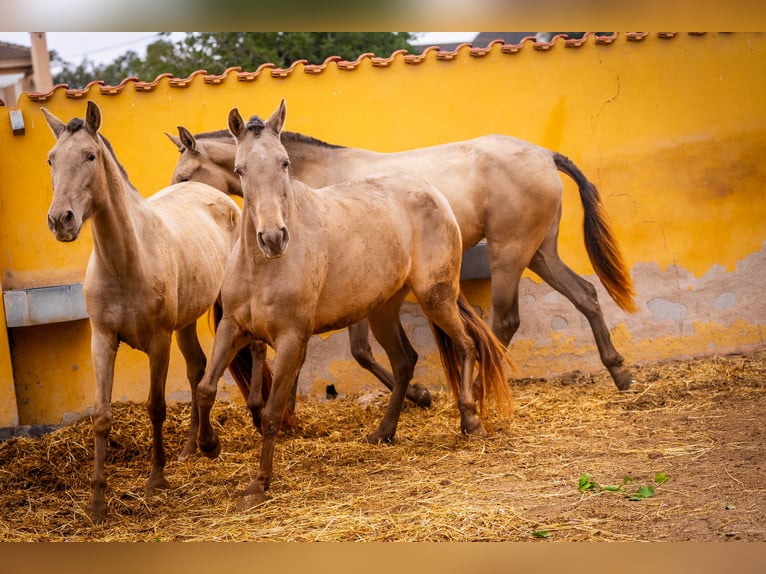 PRE Mix Mare 6 years 16 hh Champagne in Valencia