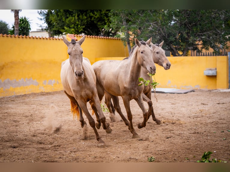 PRE Mix Mare 6 years 16 hh Champagne in Valencia