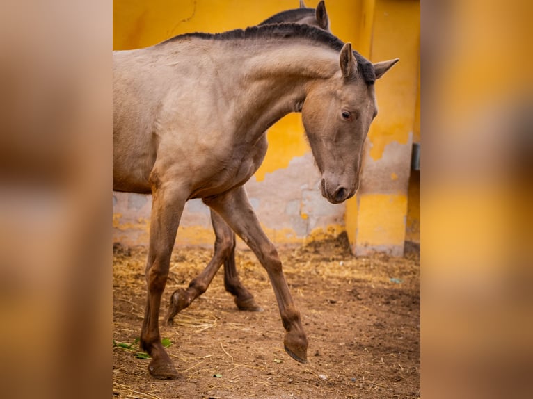 PRE Mix Mare 6 years 16 hh Champagne in Valencia