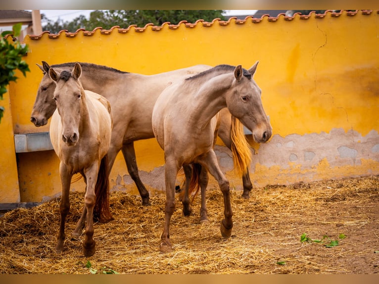 PRE Mix Mare 6 years 16 hh Champagne in Valencia