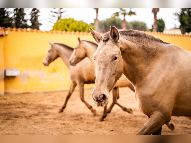 PRE Mix Mare 6 years 16 hh Champagne in Valencia