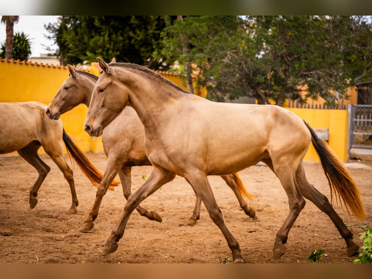 PRE Mix Mare 6 years 16 hh Champagne in Valencia