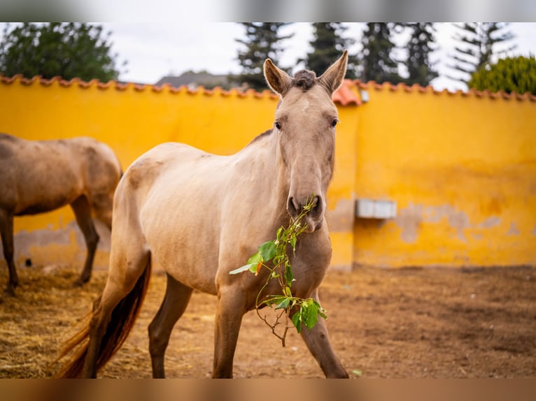 PRE Mix Mare 6 years 16 hh Champagne in Valencia