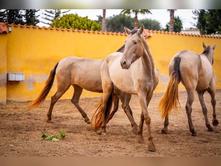 PRE Mix Mare 6 years 16 hh Champagne in Valencia