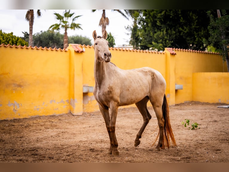 PRE Mix Mare 6 years 16 hh Champagne in Valencia