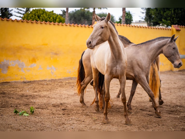 PRE Mix Mare 6 years 16 hh Champagne in Valencia