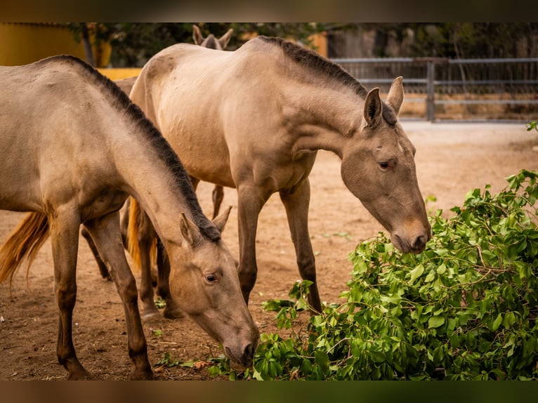 PRE Mix Mare 6 years 16 hh Champagne in Valencia