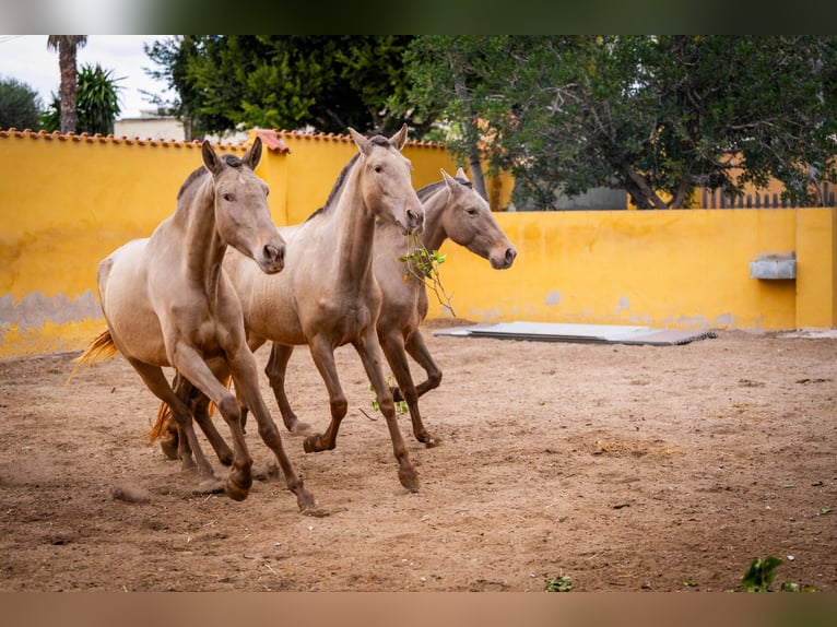 PRE Mix Mare 6 years 16 hh Champagne in Valencia