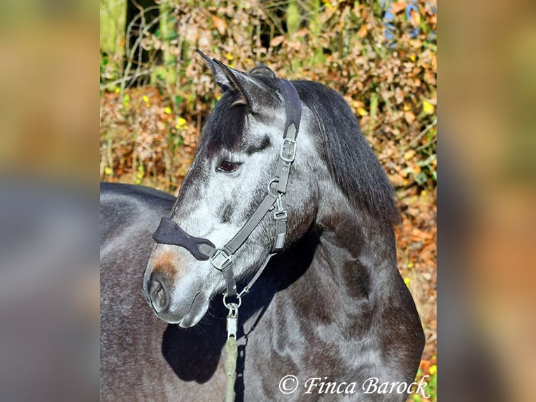 PRE Mix Mare 6 years 16 hh Gray in Wiebelsheim