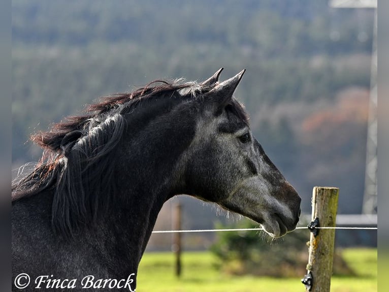 PRE Mix Mare 6 years 16 hh Gray in Wiebelsheim