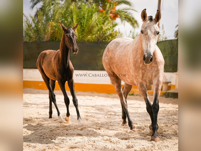 PRE Mix Mare 6 years 16 hh Gray-Red-Tan in Rafelguaraf