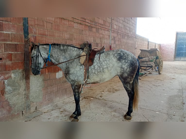PRE Mare 6 years 16 hh Grey-Dapple in Aguilar De La Frontera