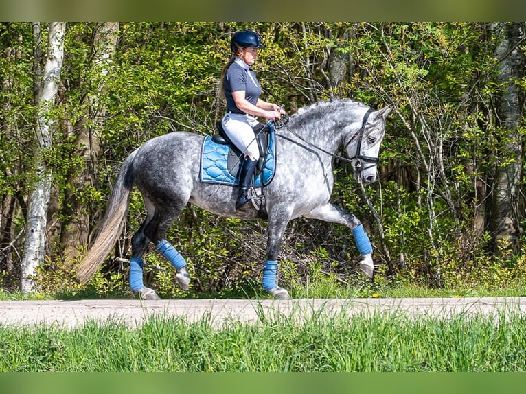 PRE Mix Mare 6 years 16 hh Grey in Schwarzmannshofen