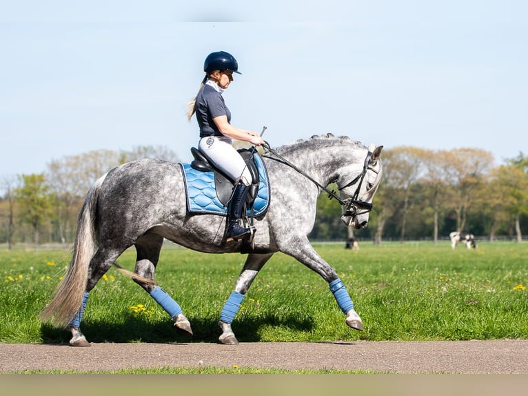 PRE Mix Mare 6 years 16 hh Grey in Schwarzmannshofen