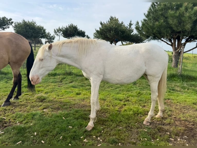PRE Mix Mare 6 years 16 hh Perlino in Ávila