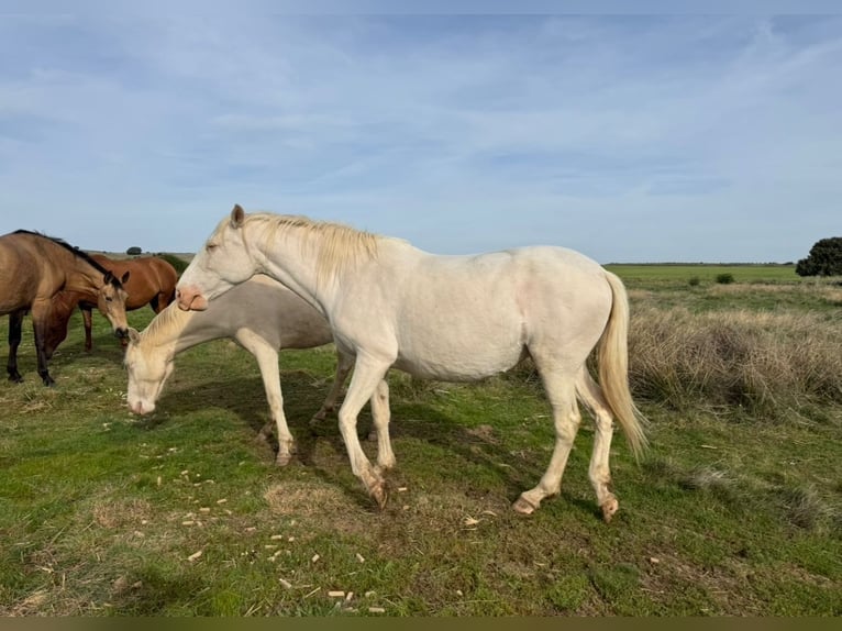 PRE Mix Mare 6 years 16 hh Perlino in Ávila