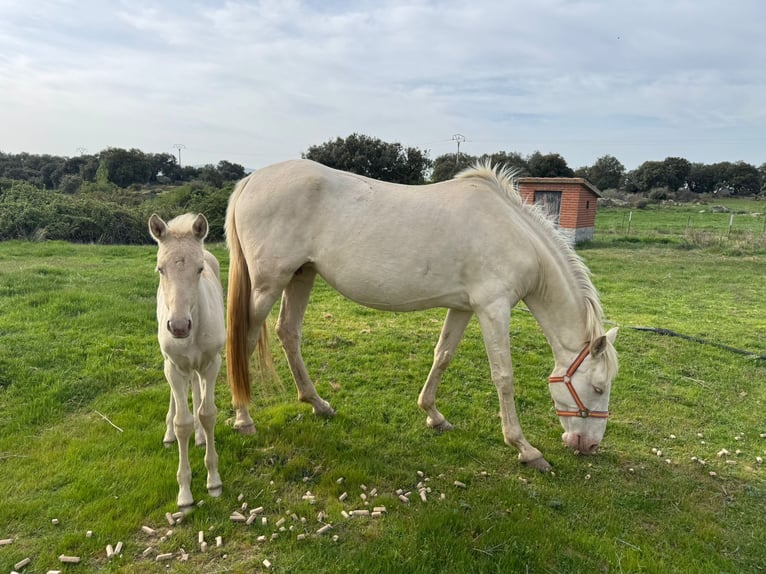 PRE Mix Mare 6 years 16 hh Perlino in Avila