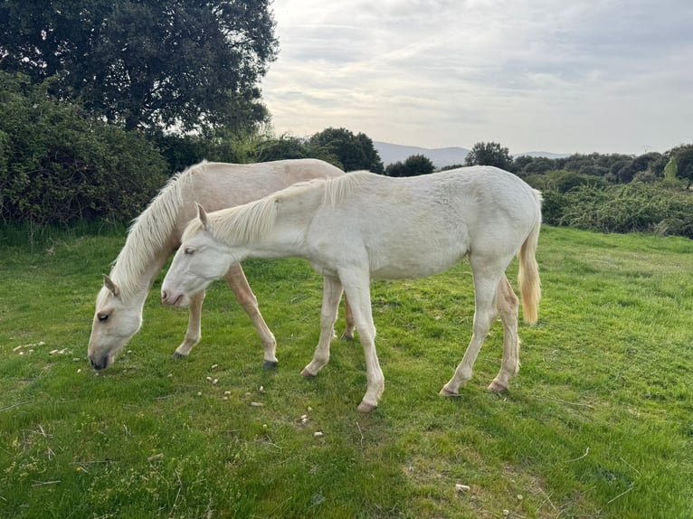 PRE Mix Mare 6 years 16 hh Perlino in Avila