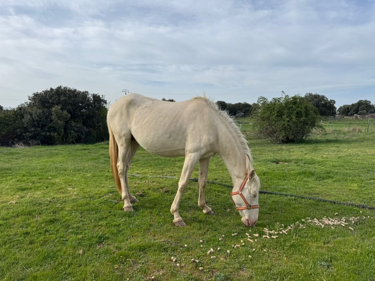 PRE Mix Mare 6 years 16 hh Perlino in Avila