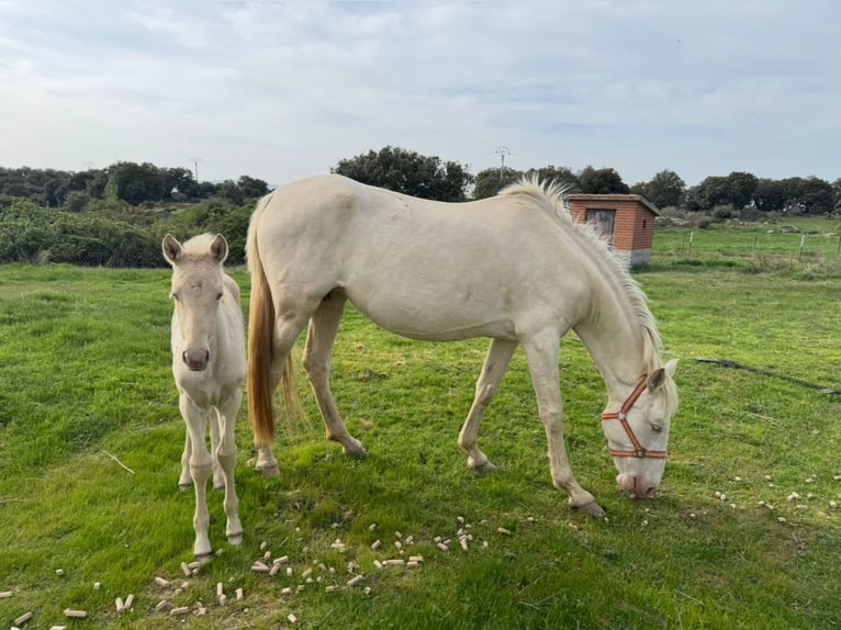 PRE Mare 6 years 16 hh Perlino in Avila