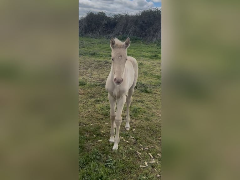 PRE Mix Mare 6 years 16 hh Perlino in Avila