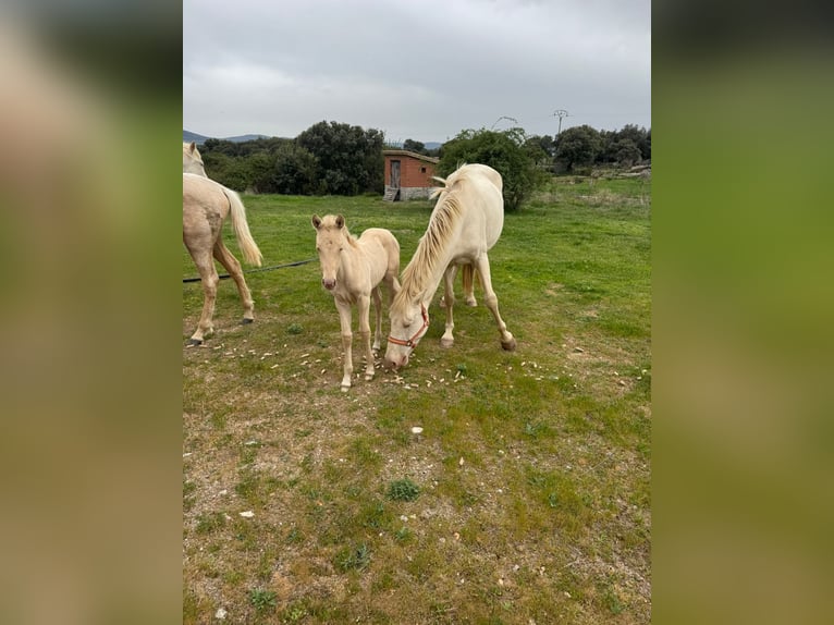 PRE Mix Mare 6 years 16 hh Perlino in Avila