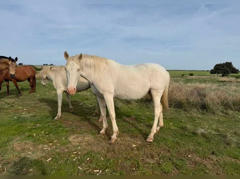 PRE Mix Mare 6 years 16 hh Perlino in Ávila