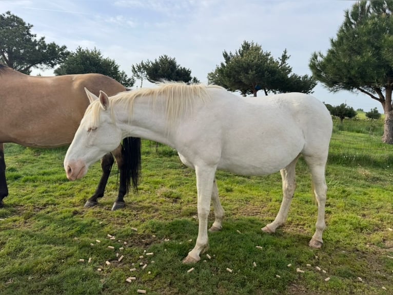 PRE Mare 6 years 16 hh Perlino in Avila