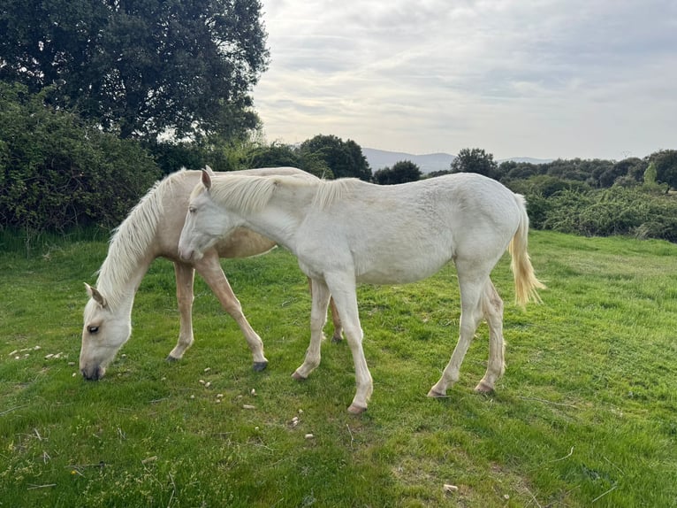 PRE Mix Mare 6 years 16 hh Perlino in Avila