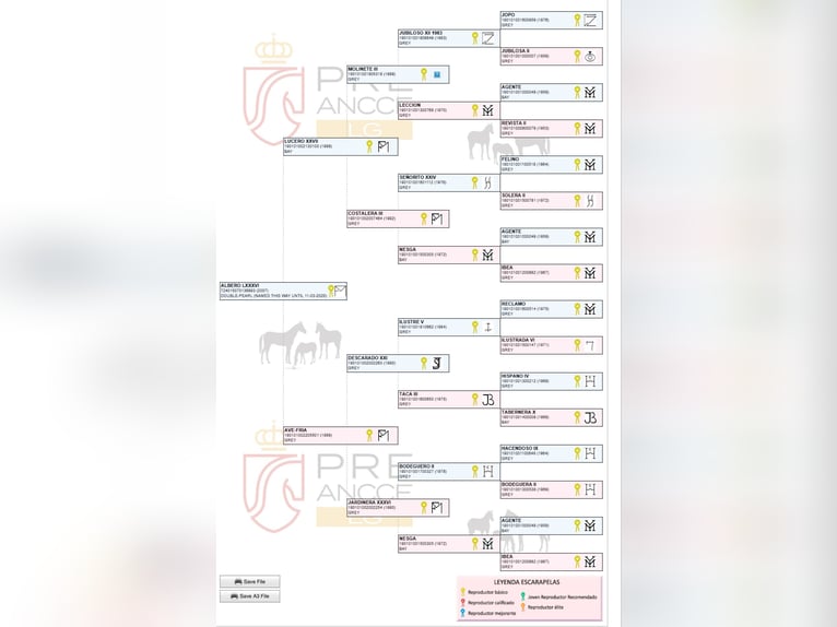 PRE Mare 6 years 16 hh Rabicano in Valencia