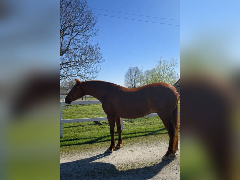 PRE Mix Mare 6 years 16,1 hh Chestnut-Red in Maisonnais