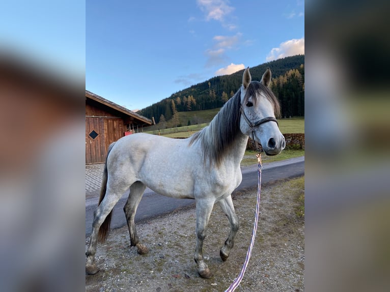 PRE Mix Mare 6 years 16,1 hh Gray in Filzmoos