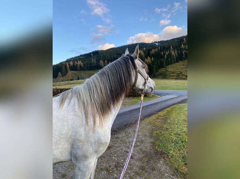 PRE Mix Mare 6 years 16,1 hh Gray in Filzmoos
