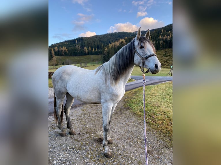 PRE Mix Mare 6 years 16,1 hh Gray in Filzmoos