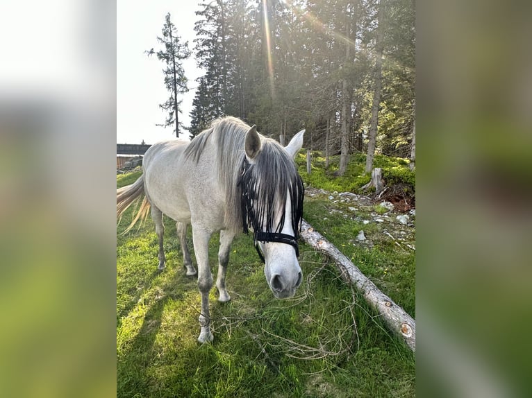 PRE Mix Mare 6 years 16,1 hh Gray in Filzmoos