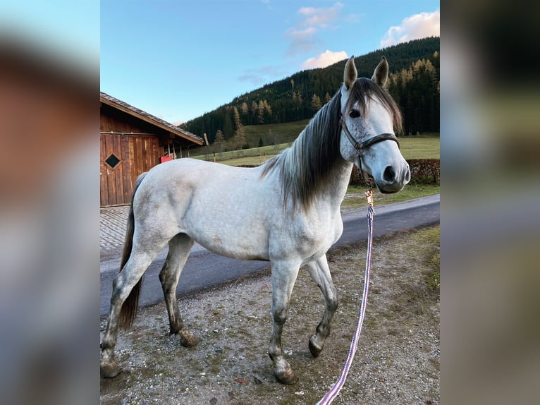 PRE Mix Mare 6 years 16,1 hh Gray in Filzmoos