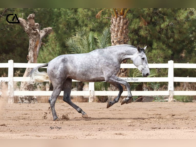 PRE Mare 6 years 16,1 hh Grey-Dapple in Puerto Lumbreras