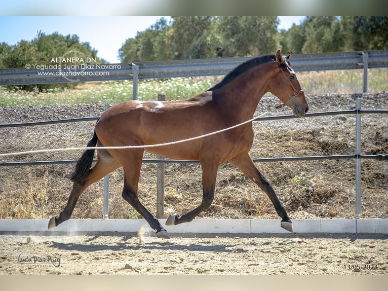 PRE Mare 6 years 17 hh Brown in Arjona