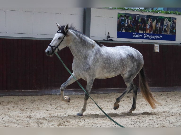 PRE Mix Mare 6 years 17 hh Grey in Überherrn