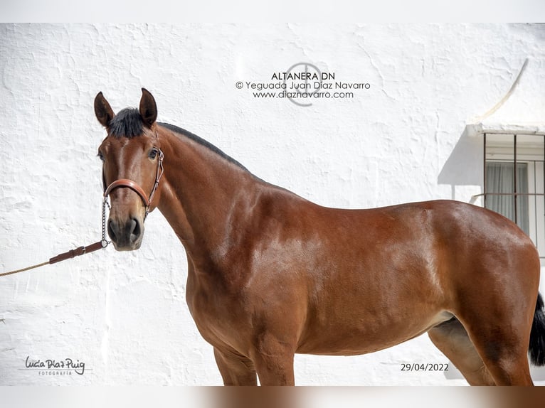 PRE Mare 6 years 17,1 hh Brown in Arjona