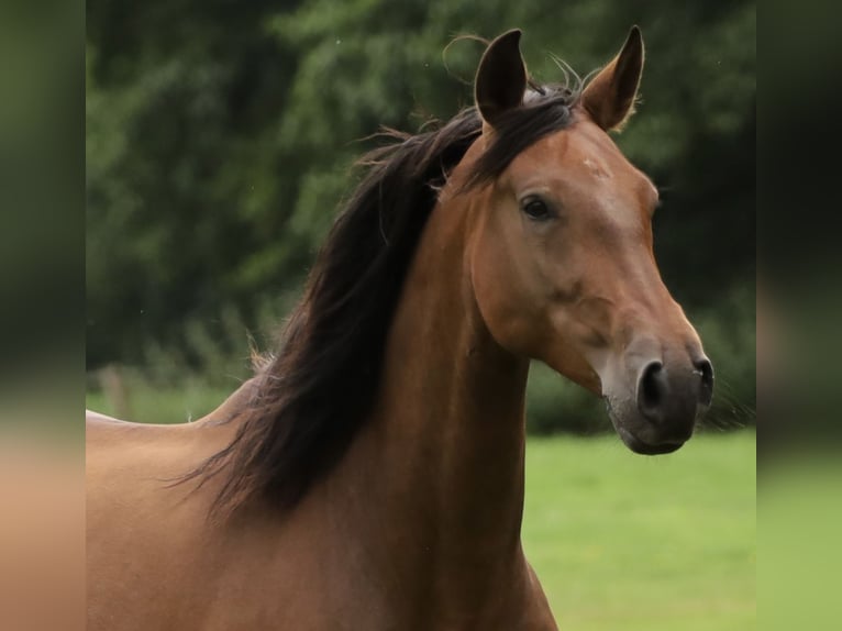 PRE Mare 6 years Brown in Berlin