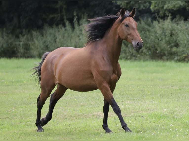 PRE Mare 6 years Brown in Berlin