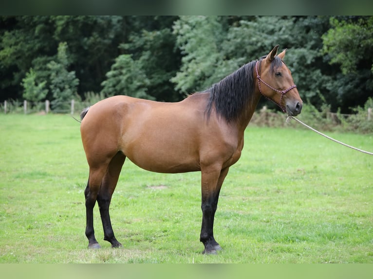 PRE Mare 6 years Brown in Berlin