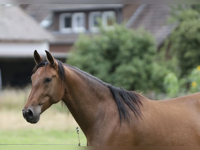 PRE Mare 6 years Brown in Berlin