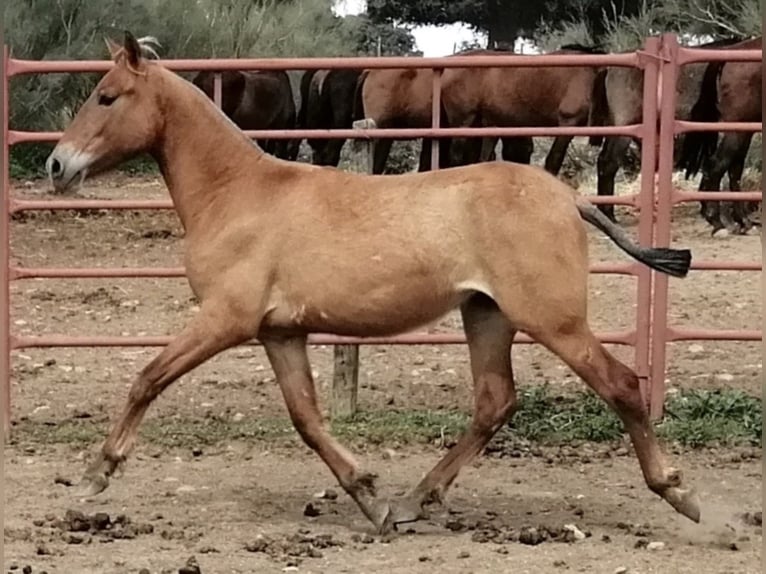PRE Mix Mare 6 years Chestnut-Red in Malaga