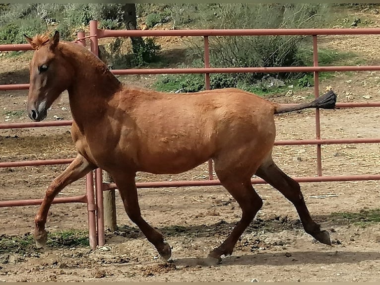PRE Mix Mare 6 years Chestnut-Red in Malaga