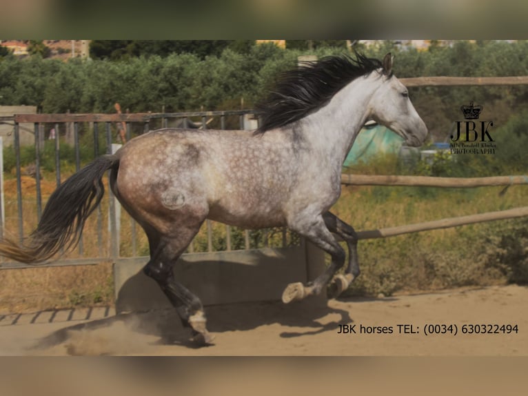 PRE Mix Mare 6 years Gray in Tabernas Almeria