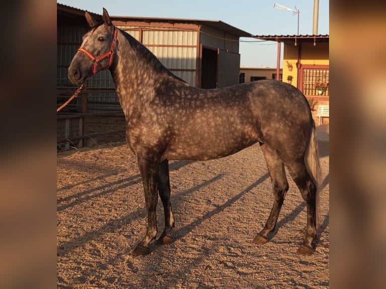 PRE Mix Mare 6 years Grey-Dapple in Oldenburg PRE Mix Mare 6 years Grey-Dapple in Oldenburg