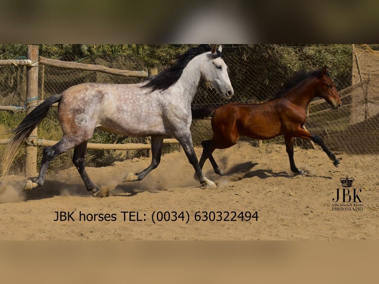 PRE Mix Mare 6 years Grey in Tabernas Almeria